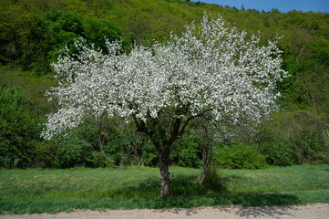 Prächtige Baumblüte in der Wachau