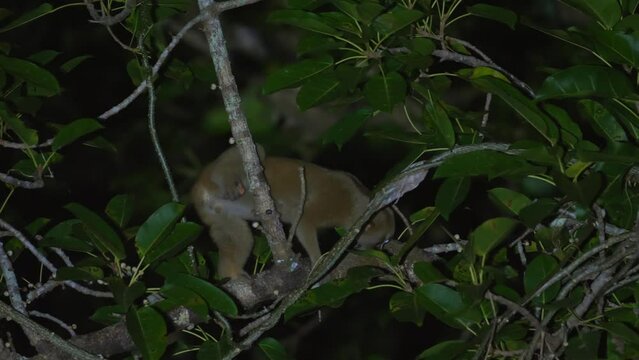 Nocturnal wildlife scene with camouflaged slow loris navigating through dense tropical forest during night. Biodiversity and wildlife conservation.