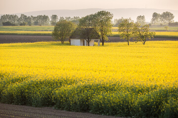 Canola field with old farm house in sunset - 782865511
