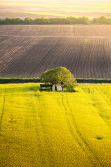 Canola field with old farm house in sunset