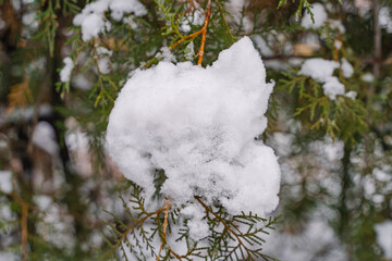 The branches of the tree are covered with snow
