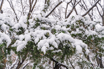 The branches of the tree are covered with snow
