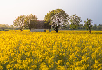 Canola field with old farm house in sunset - 782866978