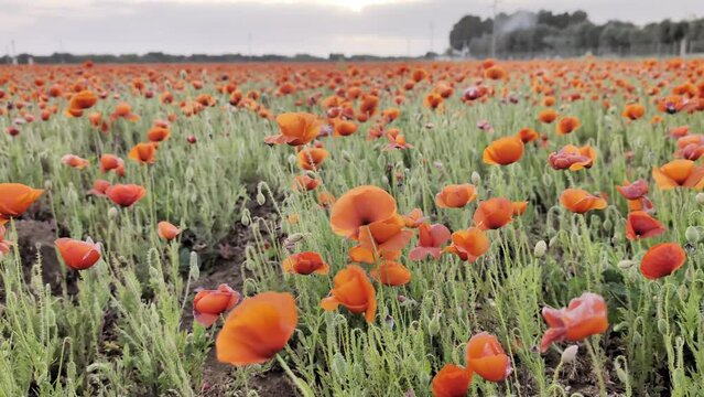 Primavera in Puglia, Salento : vento che soffia tra i papaveri rossi, al tramonto - HDR video