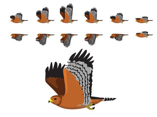 Red-Shouldered Hawk Flying Animal Animation Sequence Cartoon Vector