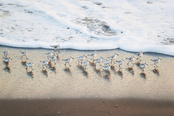 湘南の海辺で鳥のミユビシギ群れ