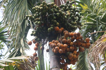 Ripe betel nuts grouped on a beautiful betel nut tree