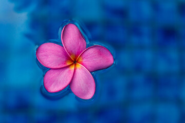 View of pink plumeria flower floating in pool