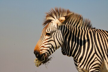 The zebra, with its striking black and white stripes, roams the African savannah in herds, grazing...