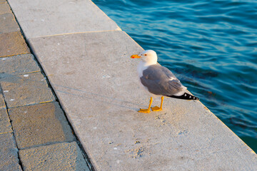 Seagull standing on the water edge in Venice