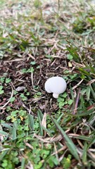 ちっしゃいキノコ