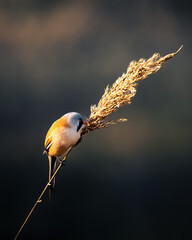Bearded reedling male tit parrotbill one small cute bird on a reed space for text