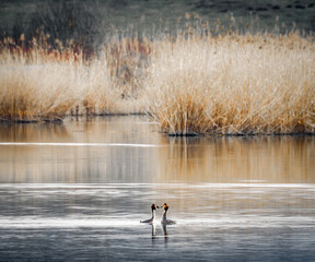Two face to face Great Crested Grebe swimming on a lake in spring season