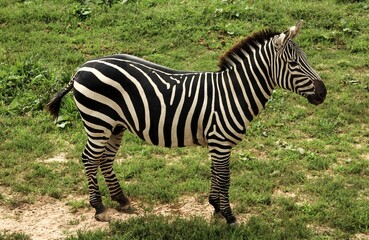 Fototapeta premium The zebra, with its distinctive black and white stripes, roams the African savannah in herds, grazing on grass.