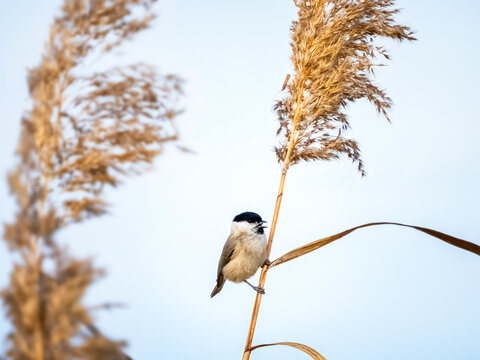 Marsh tit, parus palustris, small bird, reed natural background 