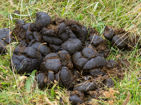 Fresh horse manure green grass organic farm pile dung closeup