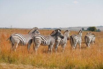 The zebra, with its striking black and white stripes, roams the African savannas in herds, grazing on grasses. - obrazy, fototapety, plakaty