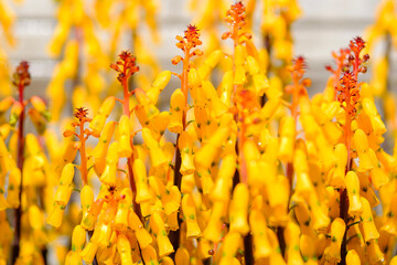 春に咲く黄色のラケナリア
