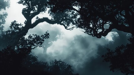 Silhouettes of ancient, towering trees in a dark forest, barely visible through a thick blanket of fog against a white sky. 