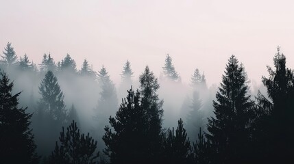 Silhouettes of various tree species, shrouded in morning fog, stand against a soft, white sky in a dark forest.  - obrazy, fototapety, plakaty