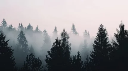 Fototapeten Silhouettes of various tree species, shrouded in morning fog, stand against a soft, white sky in a dark forest.  © muhammad