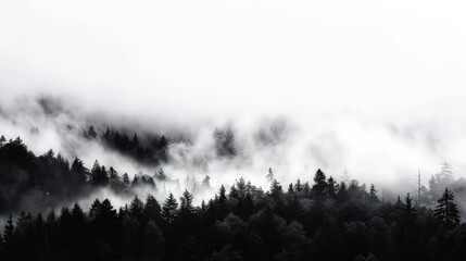 The distinct silhouettes of a thick forest under a heavy fog, creating a monochrome scene against a...