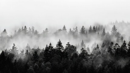 The distinct silhouettes of a thick forest under a heavy fog, creating a monochrome scene against a white sky.  - obrazy, fototapety, plakaty