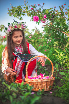 Girl in ethnic folklore clothing harvesting oil-bearing roses at sunrise. Bulgarian Rose Damascena field, Roses valley Kazanlak, Bulgaria