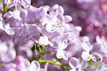 lilacs with glitter close up macro, spring vibes
