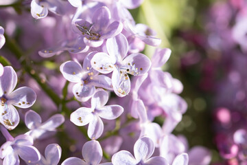 lilacs with glitter close up macro, spring vibes