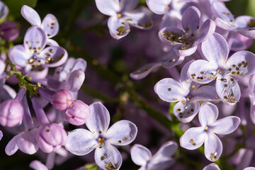 lilacs with glitter close up macro, spring vibes