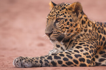 Leopard panther wildlife african predator outdoor - 782872528