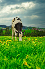black and white calf grazes peacefully on a meadow full of dandelions in early spring