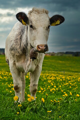 close-up of a calf on a meadow full of dandelions in early spring