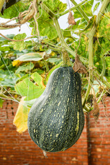 Close-up of ripe pumpkin growing on the farm.
