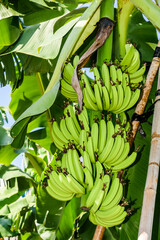 Close-up of ripe bananas growing on a tree in Taiwan.