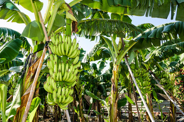 Close-up of ripe bananas growing on a tree in Taiwan.
