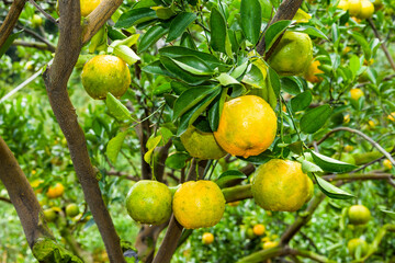 Many mandarin oranges growing in the orchard of Taichung, Taiwan.