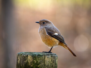 木陰の杭の上に留まっているジョウビタキの雌