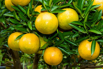 Many mandarin oranges growing in the orchard of Taichung, Taiwan.