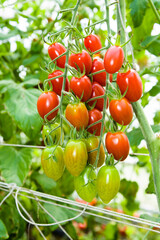 Close-up of ripe cherry tomatoes will soon be harvested on a farm in Taiwan.