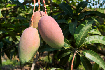Close-up of mango fruits on the mango tree in Pingtung, Taiwan.