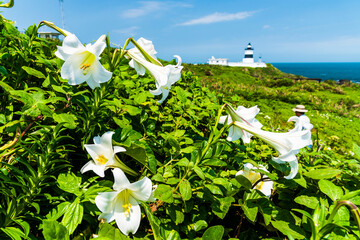 Close-up of beautiful wild lilies on the north coast of Taiwan. just near the Fuguijiao lighthouse at the northernmost point of Taiwan.