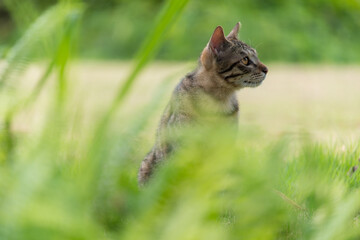 cat in the grass, looking to the right