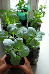 Reuse plastic bottle to make pot for plant vegetable at home gar