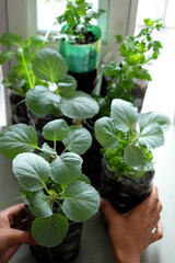 Reuse plastic bottle to make pot for plant vegetable at home gar