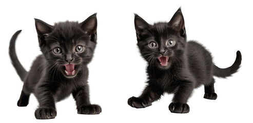 set of black cats isolated on transparent background