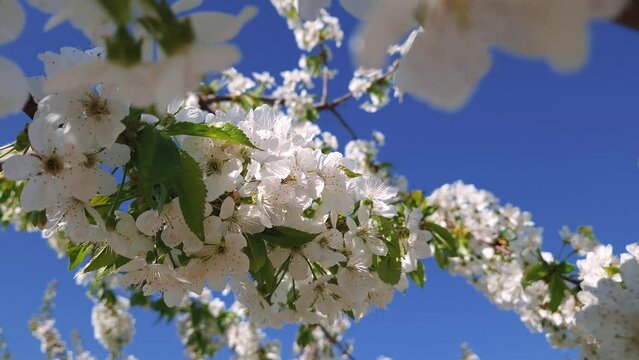 Cherry tree twigs full of white flower clusters. Beautiful spring blossoms, nature awakening