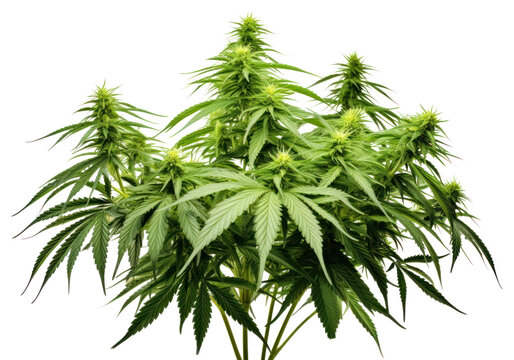 PNG Plant cannabis leaf bud
