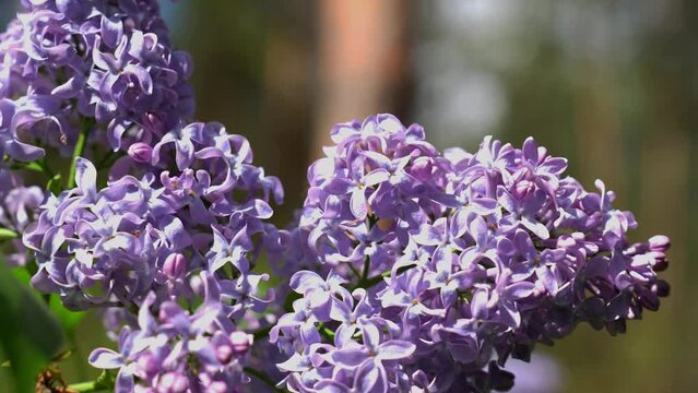 The lilacs are blooming beautifully 